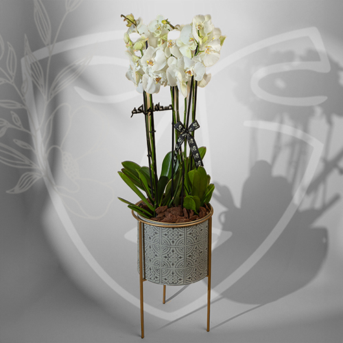 Orchid 1